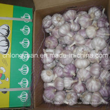 Normal White Garlic (4.5cm, 5.0cm, 5.5cm, 6.0cm)